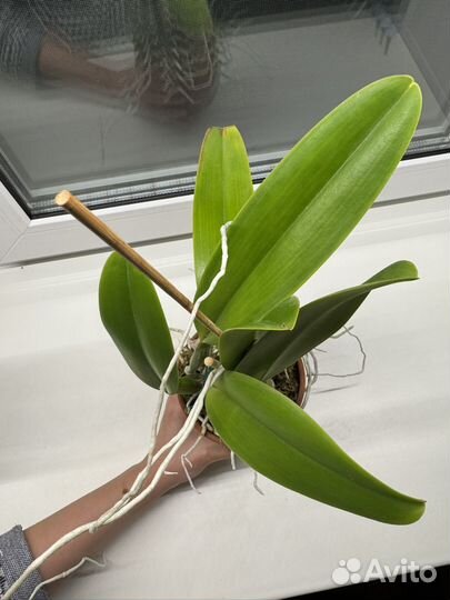 Орхидея каттлея