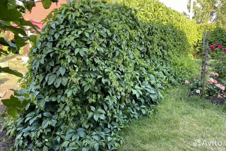 Девичий виноград