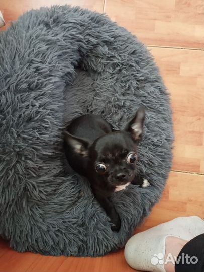 Чихуахуа