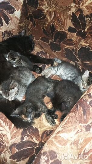Отдам бесплатно котят