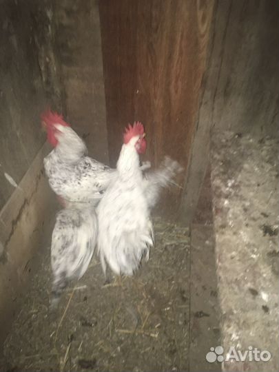Куры и Петухи