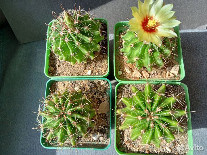 Кактус Ферокактус цветущий