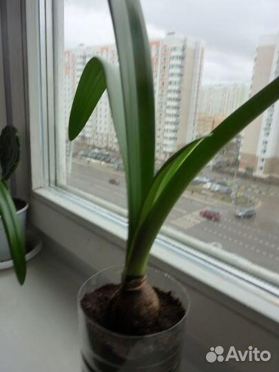 Цветок гиппеаструм