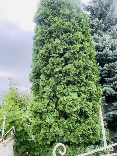 Продаются туи