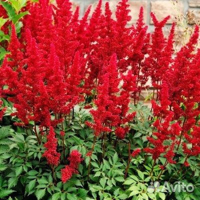 Астильбы сортовые