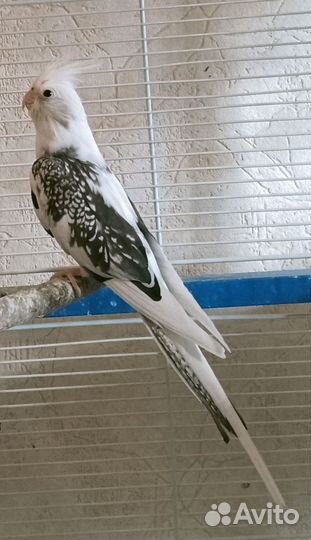 Попугай корелла девочка