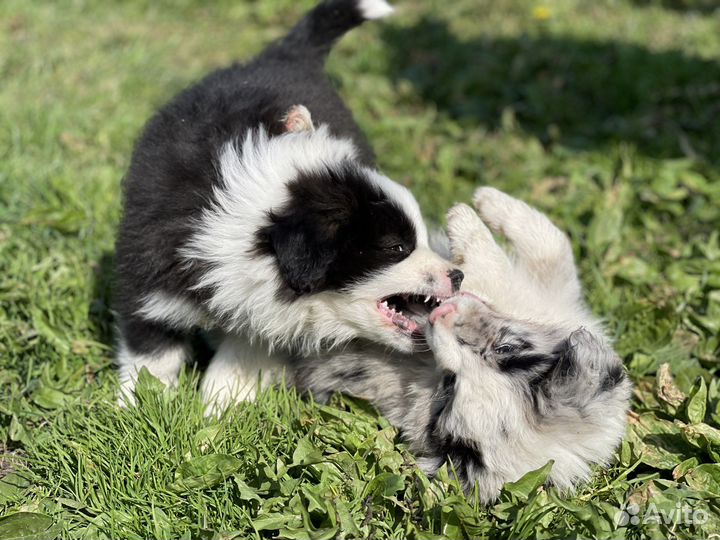 Бордер колли щенки