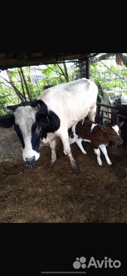 Корова с телочкой