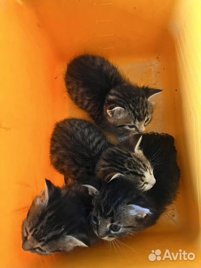 Котята