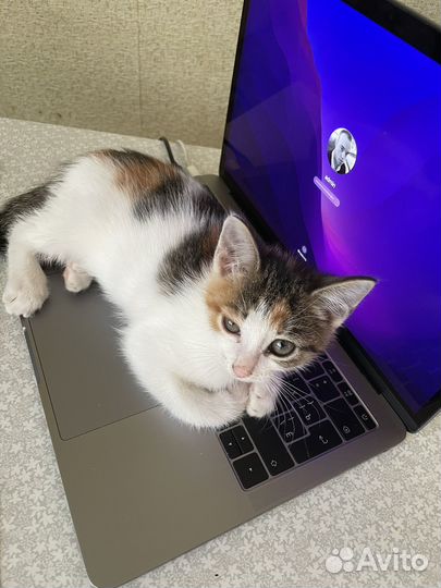 Котенок девочка бесплатно в добрые руки