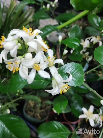 Саженцы апельсин, мандарин,лимон,кумкват