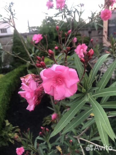Олеандр розовый