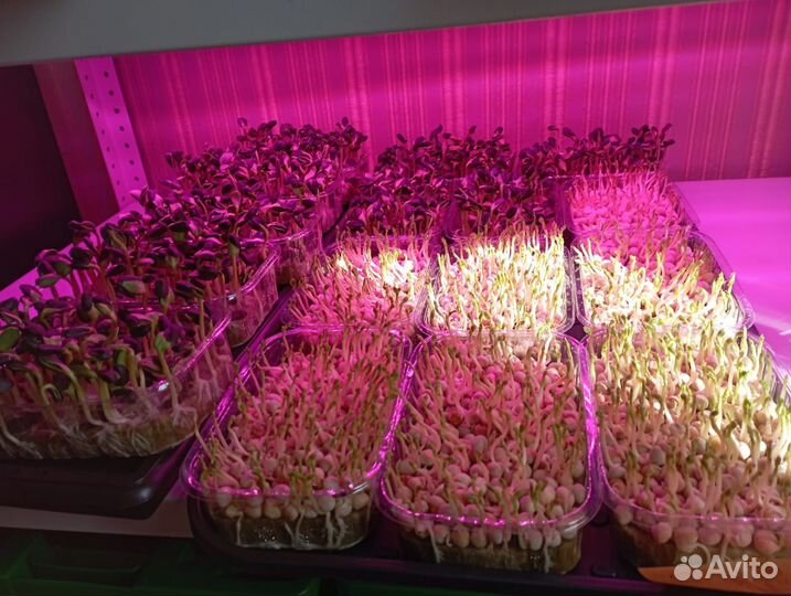 Микрозелень горошка и подсолнечника