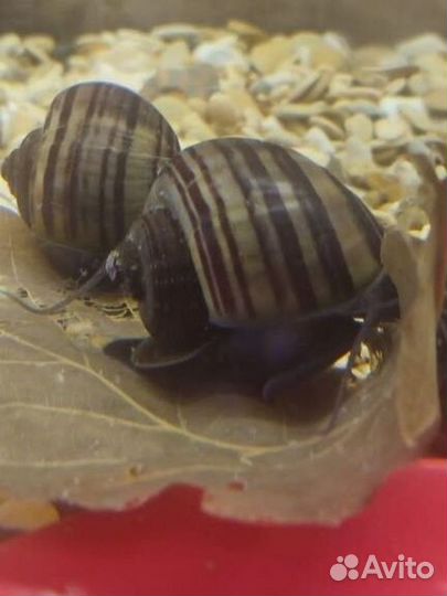 Цветные улитки ампулярии