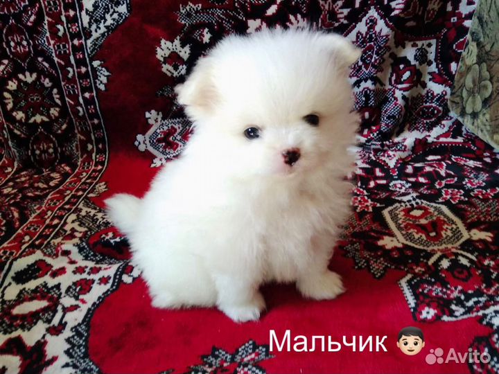 Щенки немецкого малого шпица