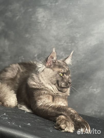 Мейн-кун черный дым котенок