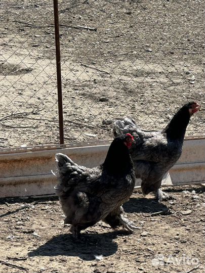 Инкубационное яйцо кур брама