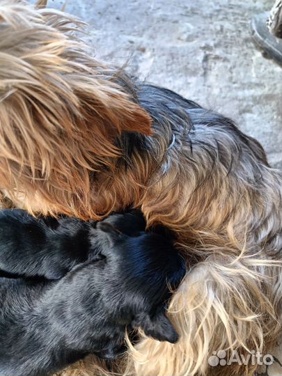 Щенки иорка