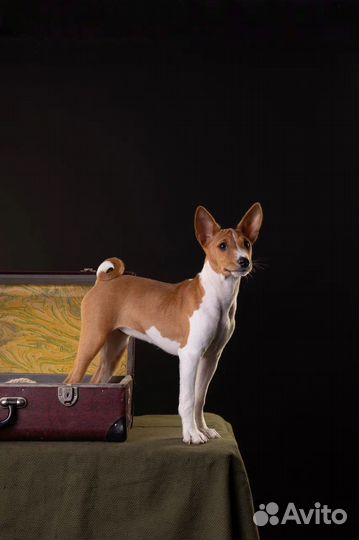 Шикарная девочка басенджи