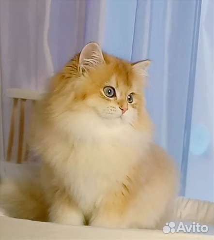 Залотая длинношерстная шиншилла