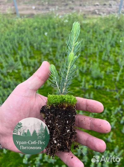 Зкс Сосна сеянцы Ели Лиственницы окс Голуб Горная