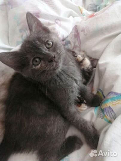 Котята в дар
