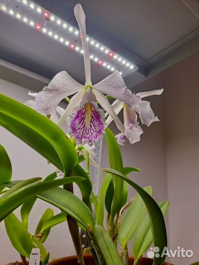 Каттлея Maxima