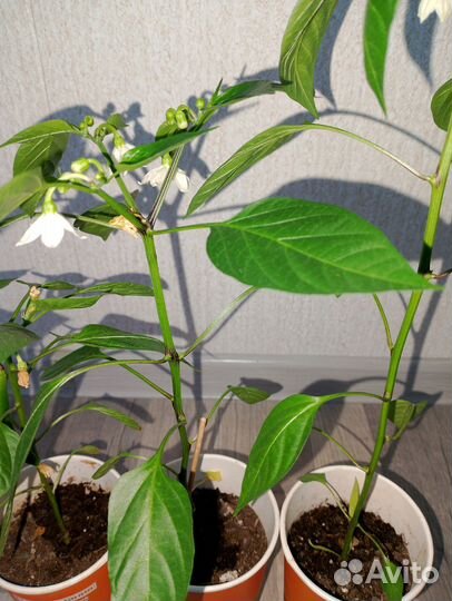 Перец острый астраханский