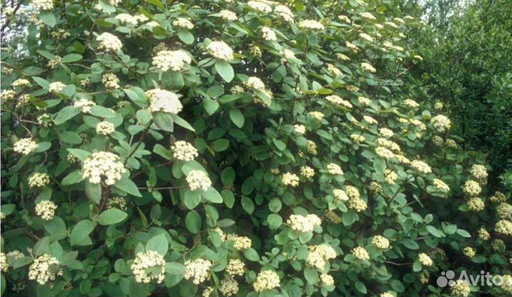 Калина гордовина