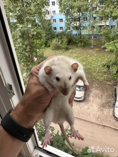 Крысы декоративные