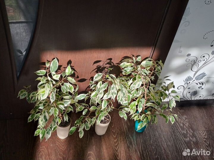 Фикус мунлайт