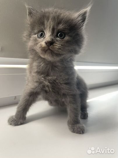 Котята бомбей +бобтейл