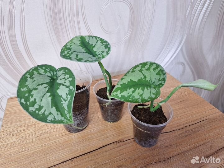 Эпипремнум, Сциндапсус, Филодендрон