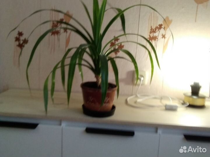 Комнатные цветы пальма