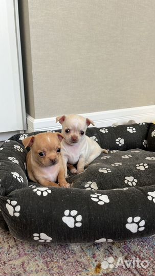 Мини чихуахуа девочка