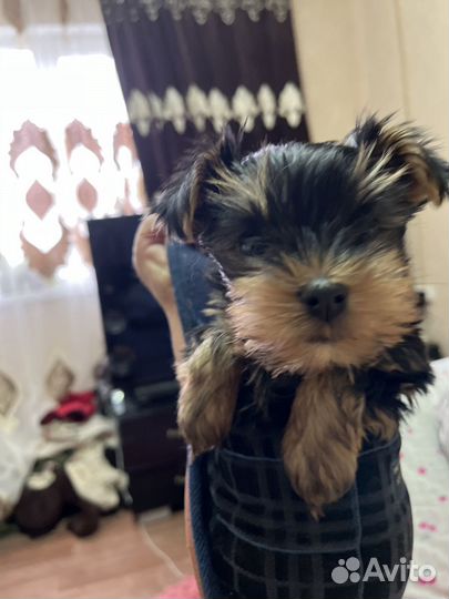 Йоркширский терьер девочка