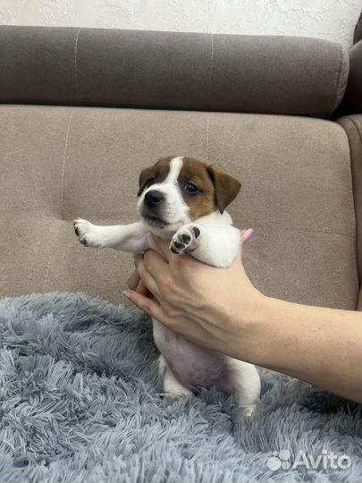 Джек Рассел терьер