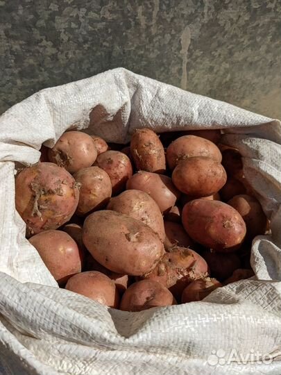 Картофель деревенский