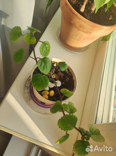 Комнатные растения