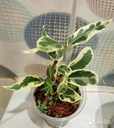 Фикусы сорт. (дополнение)