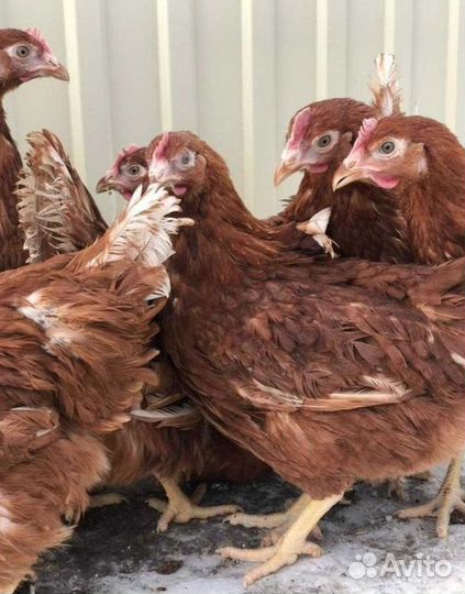 Куры-несушки