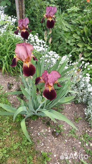 Ирисы бородатые