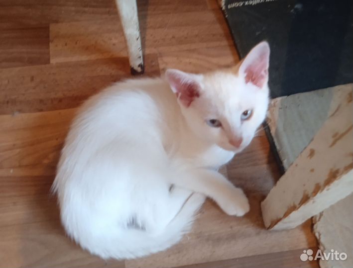 Котята в добрые руки два мальчика и девочка