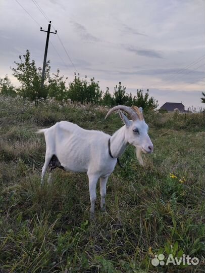 Зааненская дойная коза