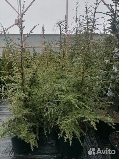 Хвойные растения
