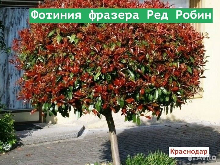 Фотиния фразера Ред Робин
