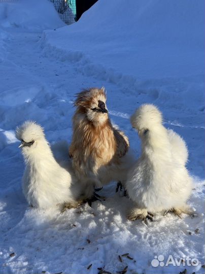 Инкубационное яйцо китайская шелковая