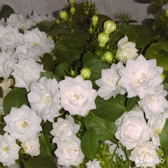 Невеста махровая Кампанула