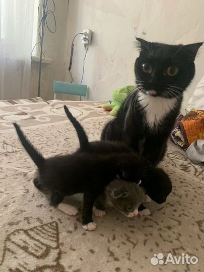 Котята