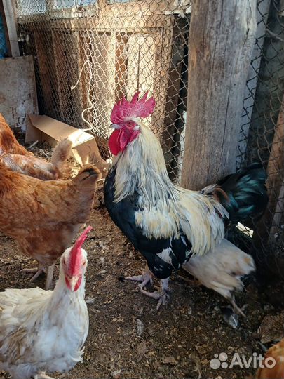 Продам петуха